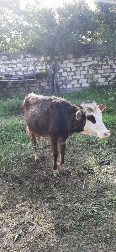 Inəklər, öküzlər: Erkək, il: 2, 130 kq, Damazlıq, Pulsuz çatdırılma