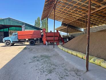 Эспарцет: Эспарцет. Семенное хозяйство Победитель. сорт: Иссык Кульский. 2 — 5