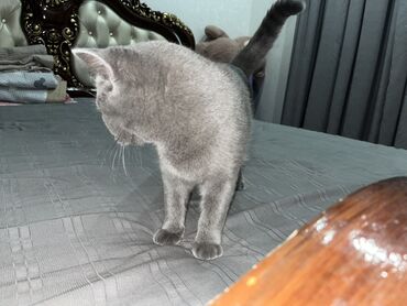 короткошерстная британская кошка: Кошка с однотонной серо-голубой шерстью. Короткошёрстная, плотная и