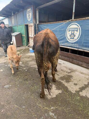 Коровы, быки: Продаю | Корова (самка) | Для разведения | После отела — 11