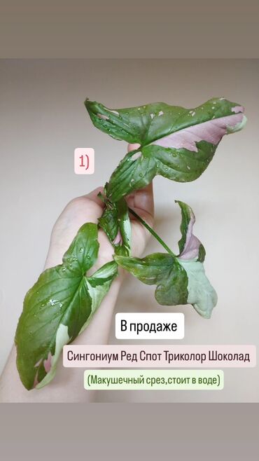 пистолет для полива: Сингониум Red Spot Tricolor «Шоколад» — редкая вариегатная форма с