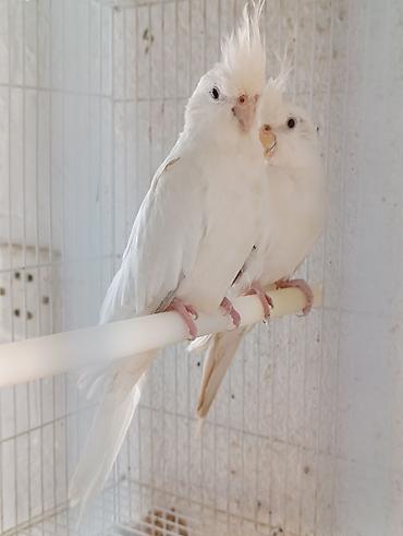 touz quşu: Növ: Ay rengi Karella quşu dişi. Say: 1 eded Xüsusiyyətlər: - Uzun — 2