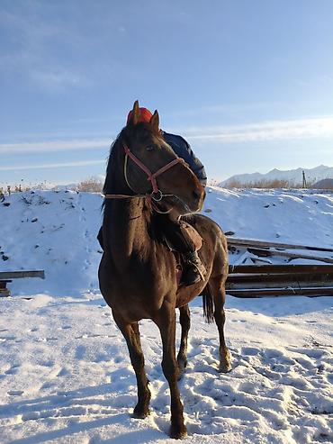 Лошади, кони: Продаю | Конь (самец) | Рабочий — 5