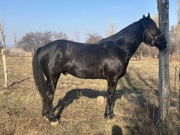 Лошади, кони: Продаю | Жеребец | Рабочий — 2