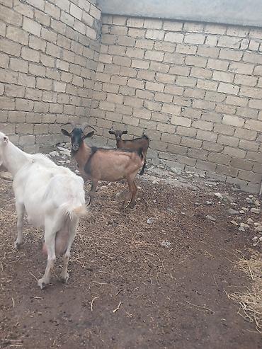 keci heleb: Alpin tekesi 1 yasi orijinaldi.Unvan bineqedi real aliciya endirim — 1