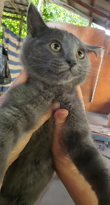 крысолов: Котята аккуратные и ухоженные — 2