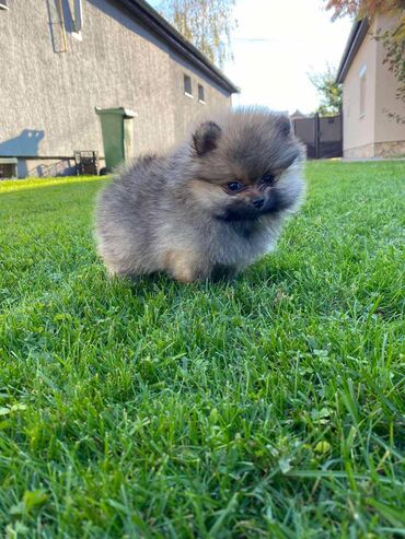 Psi: Oduševićemo vaša srca predivnim Pomerancima iz našeg pažljivo — 4