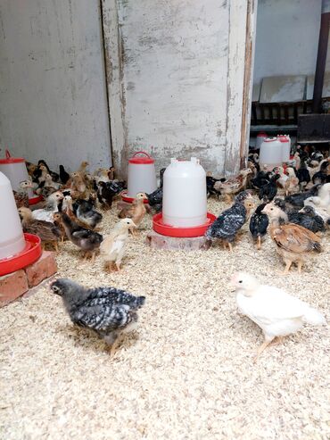 ev qusu: Toyuq, Australorp, Damazlıq, Ünvandan götürmə