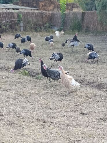клетки для хомяков: Məhsul: Hind quşları və cücələr (ferma yetişdirilməsi) Təsvir: - Açıq