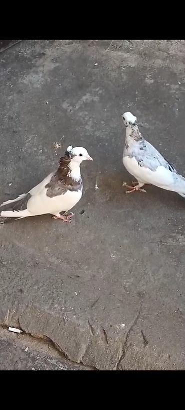 Quşlar: Cüt dekorativ göyərçin - Növ: dekorativ/ev göyərçinləri - Rəng: ağ — 1