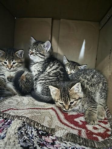 дойки ком: Кошка даром: Беспородная, 1 месяц, Девочка — 3