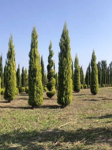 Şitillər: Dekartiv və meyvə ağacları istenilen sayda ve istenilen növde var — 10