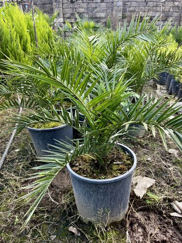 Tinglər: Məhsul: İynəyarpaqlı dekorativ ağac və xurma tingləri - Thuja/Kiparis — 5