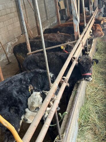 Коровы, быки: Продаю | Музоо, торпок | На откорм | Привязанные — 5
