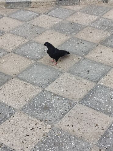 Göyərçinlər: Məhsul: Bəzək və uçuş üçün göyərçinlər Təsvir:salam. 4 eded goyercin — 5