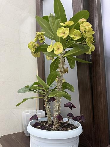 алоэ цветы: Молочай Милла (Euphorbia milii) в горшке - Акцент цветения — 2