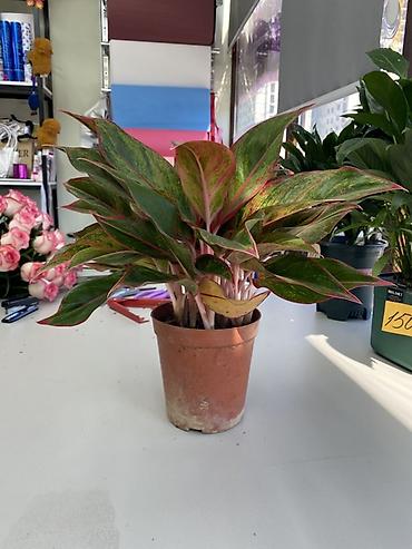 Аглаонемалар: Аглаонема (Aglaonema) декоративно-лиственная, сорт с розово-красными — 1