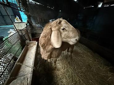 Баран, овца: Продаю | Баран (самец) | Для разведения | Осеменитель — 12
