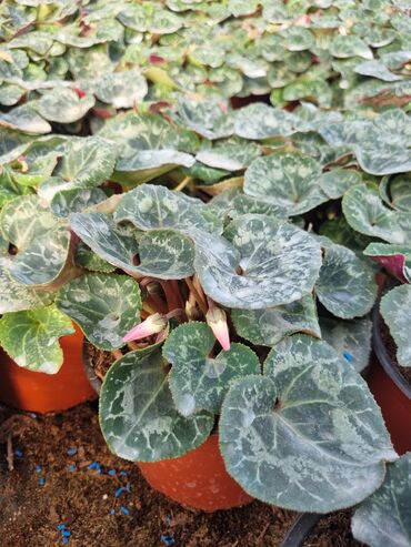 Otaq bitkiləri: 1Gullerin satişi unvanniza odenişli çatrlmada var karistan karpiz — 17