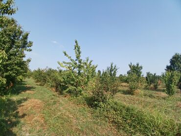 xacmaz rayonu qusarcay kendi: Для сельского хозяйства