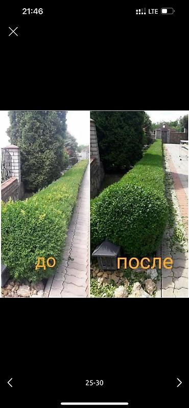 Дворники, садовники: 🌱Я Садовник Стрижка Живой изгородь,самшит,Туи,хвойные растения, Я — 25