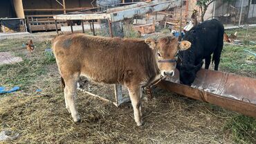 оптом бычки: Продаю | Корова (самка)