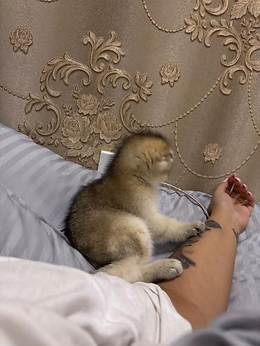 Кошки: Золотая шиншилла, Самец, В добрые руки, Самовывоз — 4