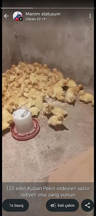 kuban ordəyi: Məhsul: Kuban Pekin ördək balaları - Sayı: 120 ədəd - Cins: Kuban — 1