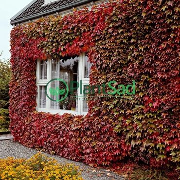 Садовые цветы и кустарники: Саженцы цветка: Плющ, Самовывоз — 5