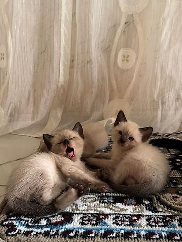 Pişiklər: Siam — 7