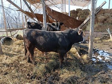 Коровы, быки: Продаю | Бык (самец) | На откорм | Племенные — 9