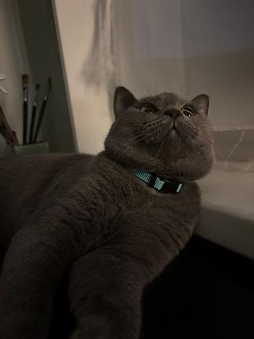 Кошки: Британская, Самец, В добрые руки — 4