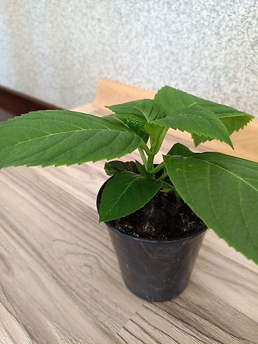комтер: Гортензия комнатная (Hydrangea) — укорененные саженцы в горшках. - — 4