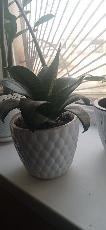Драцены и Сансевиерии: Сансевиерия (Sansevieria, «щучий хвост») в декоративном горшке. - — 4