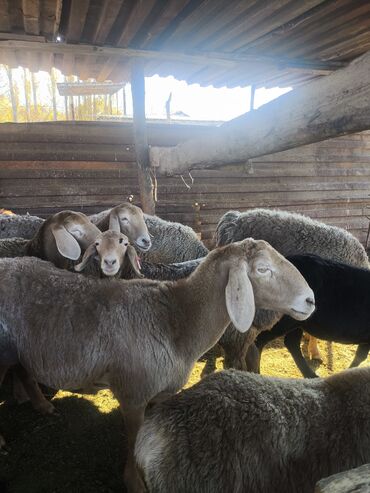 собака доберман сколько стоит: Сатам | Ургаачы кой (ургаачы) | Көбөйтүү үчүн | Ургаачы