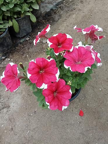 dibcək gul: Petuniya (Petunia) qablarda – müxtəlif rənglər - Rəng çeşidləri: tünd — 4