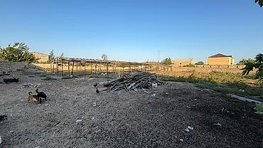 xasaxuna: Kənd təsərrüfatı, Kupça (Çıxarış) — 3