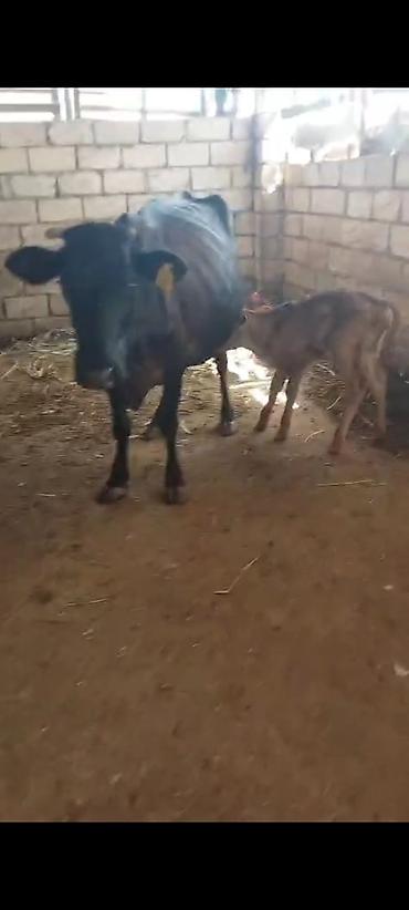 heyvan mal: Salam, balalı inək satılır, bala suni mayalanmadan olub, 05.09.2026-da — 4