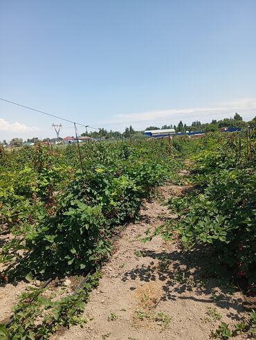 купить триммер для травы в бишкеке: Көчөттөр : Кара бүлдүркөн, Өзү алып кетүү