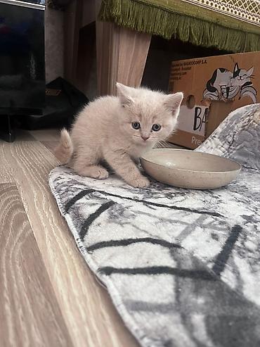 Pişiklər: Erkək, Dişi, Yaxşı əllərə, Ünvandan götürmə, Pulsuz çatdırılma, Ödənişli çatdırılma — 7