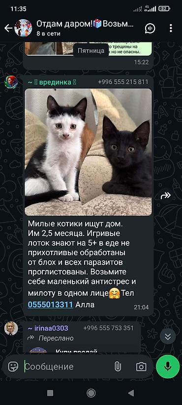 Отдам даром собаку: Собака даром: Алабай, 6 месяцев, Самец — 7