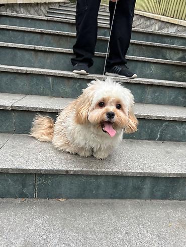 Другие товары для животных: Maltipu – 2 yaş, peyvəndləri olunub. - Cins: Maltipoo (Maltese x — 2