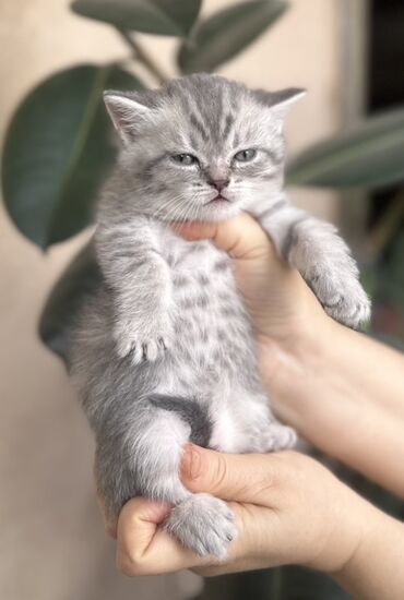 Pişiklər: Şotland — 20