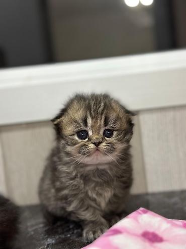 Кошки: Шотландская вислоухая — 10