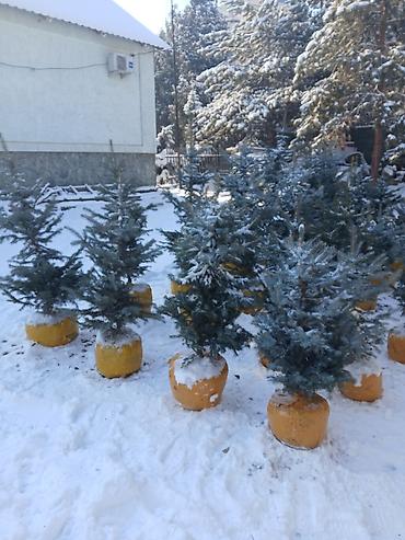 Декоративные деревья: Саженцы деревьев: Ели, Самовывоз — 5