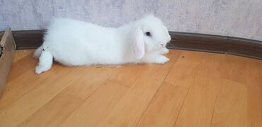 xamyak evi: Hollandiya mini lop dovşanı dişidir. Ev dovşanıdır