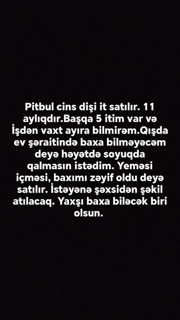 xaski itleri satisi: Питбуль, 11 месяцев, Самка, Бесплатная доставка