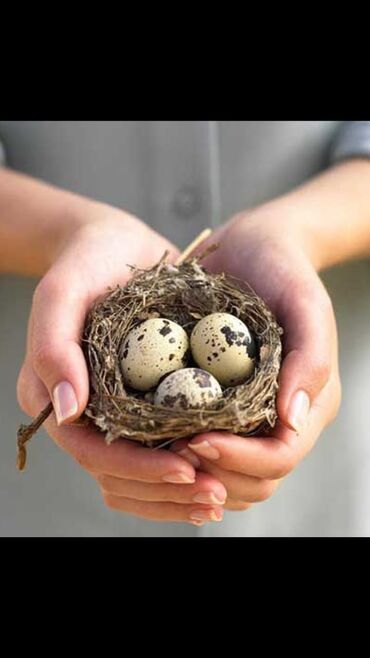 Птицы: Инкубационное перепелиное яйцо Техас и Феникс. вывожу перепелят