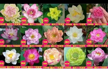комнатые цветы: Лотос гулу сууда осот 10 шт 100 сом