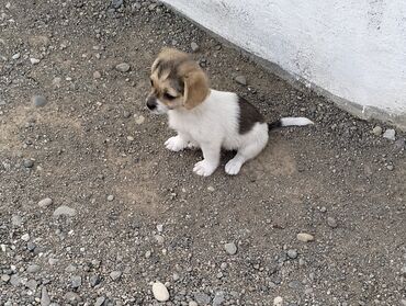 İtlər: 3 ay, Erkek, Ödənişli çatdırılma